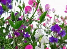 Jest wiele roślin, które nie tylko obficie kwitną, ale także pięknie pachną. Można z nich skomponować na balkonie prywatny salonik aromaterapii i upajać się ich wonią przez całe lato. <BR /> ROŚLINY PACHNĄCE. Groszek pachnący. Pnącze to bardzo dobrze czuje się w skrzynkach na balkonie; do wspinania się potrzebuje podpór. Kwiaty pachną słodko i delikatnie. Aby cieszyć się nimi przez całe lato i jesień, najlepiej wysiewać nasiona partiami co 2?3 tygodnie (wprost do ziemi). Groszek najlepiej rośnie w pełnym słońcu, w żyznej i wilgotnej ziemi. Jest wiele roślin, które nie tylko obficie kwitną, ale także pięknie pachną. Można z nich skomponować na balkonie prywatny salonik aromaterapii i upajać się ich wonią przez całe lato. <BR /> ROŚLINY PACHNĄCE. Groszek pachnący. Pnącze to bardzo dobrze czuje się w skrzynkach na balkonie; do wspinania się potrzebuje podpór. Kwiaty pachną słodko i delikatnie. Aby cieszyć się nimi przez całe lato i jesień, najlepiej wysiewać nasiona partiami co 2?3 tygodnie (wprost do ziemi). Groszek najlepiej rośnie w pełnym słońcu, w żyznej i wilgotnej ziemi.