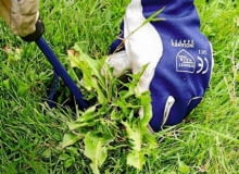 OGROD TRAWNIK - USUWANIE CHWASTOW FOT. MALGORZATA DYRSKA PUBLIKACJA OGRODY NR 4 (120) - 4 2009 SLOWA KLUCZOWE: OGRODY OGRODNICTWO