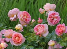 Róża ‘Wisława Szymborska©’ syn. ‘Dornburger Schlossrose’, Róża ‘Wisława Szymborska©’ syn. ‘Dornburger Schlossrose’,