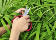 Pióropusz cibory odcinamy z 10-centymetrowym ogonkiem - tak otrzymujemy sadzonkę.