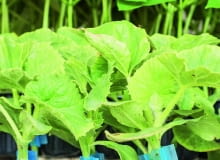 Szczepione ogórki silnie rosną i są odporne na atak nicieni z gleby.