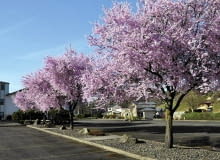 01AHM5M0 - Flowering Plum Trees