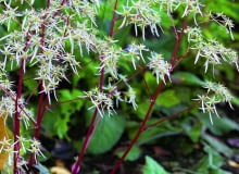 Kwiaty skalnicy zarzyczkolistnej są atrakcją jesiennego ogrodu. Roślina jednak ma mało czasu na przygotowanie się do zimy. Wczesny mróz może jej zaszkodzić. Kwiaty skalnicy zarzyczkolistnej są atrakcją jesiennego ogrodu. Roślina jednak ma mało czasu na przygotowanie się do zimy. Wczesny mróz może jej zaszkodzić.