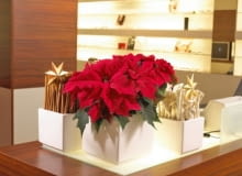 Stroiki bożonarodzeniowe. Gwiazda betlejemska