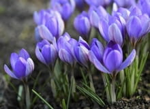 Krokusy Wczesne krokusy