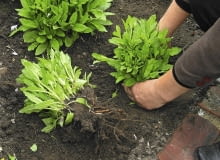 15.05.2003 BROK NAD BUGIEM OGROD PRYWATNY ROZNE TEMATY PRZYGOTOWANE PRZEZ PANI DANUTA MLOZNIAK ROZMNAZANIE WEGETATYWNE DZIELENIE BYLIN SZALWIA SALVIA ETAPY ROSLINY PODZIAL KARPY SADZENIE DOCISKANIE GLEBY PO POSADZENIU FOT PAWEL SLOMCZYNSKI / AGENCJA GAZETA PUBLIKACJA PO UZGODNIENIU Z REDAKCJA KWIETNIKA PUBLIKACJA OGRODY NR 3 (71) - 3.2005 PUBLIKACJA OGRODY NUMER SPECJALNY 1/2006 - TRAWNIK PIEKNY I ZADBANY - 5.2006 SLOWA KLUCZOWE: ROSLINY OGRODNICTWO ZDJĘCIE DO WKŁADKI: PUBLIKACJA OGRODY NR 3 (71) - CZASOPISMA PUBLIKACJA OGRODY NUMER SPECJALNY 1/2006 - TRAWNIK PIEKNY I ZADBANY - CZASOPISMA