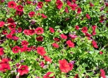 Calibrachoa to kuzynka petunii i surfinii. Ma mnóstwo małych dzwoneczków. Jest wytrzymała na trudne warunki Calibrachoa to kuzynka petunii i surfinii. Ma mnóstwo małych dzwoneczków. Jest wytrzymała na trudne warunki