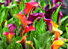 Cantedeskię rehmannamożna na lato wysadzić do ogrodu, do wilgotnego podłoża, np. w okolice sadzawki. Cantedeskię rehmannamożna na lato wysadzić do ogrodu, do wilgotnego podłoża, np. w okolice sadzawki.