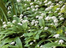 SLOWA KLUCZOWE: czosnek niedzwiedzi