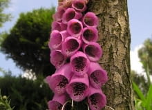Naparstnica naparstnica