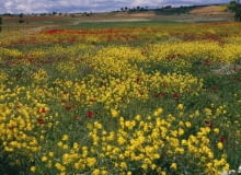 Złociste rzepaki kontrastują z czerwienią maków na polach baskijskiej prowincji Araba Złociste rzepaki kontrastują z czerwienią maków na polach baskijskiej prowincji Araba