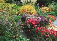 dAutumn border seen through the foliage of Acer japonicum Autumn Glory - Karl Foerster Garden Story