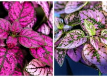 Niedośpiany występują w kilku barwnych odmianach. Niedośpiany występują w kilku barwnych odmianach.