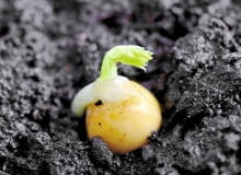 Nasiona groszku kiełkują już w temperaturze -2 st. C. Przysłowie mówi: Na świętego Marka (25 IV) groch wyrasta z ziarnka