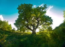 Dąb Słowianin - Drzewo Roku 2014 Dąb Słowianin - Drzewo Roku