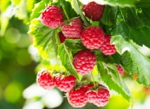 Malinowa nalewka Malinowa nalewka