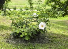 Ziemię pod różami można podsypywać nawet ścinkami skoszonej trawy, która po rozłożeniu się wzbogaci podłoże w próchnicę. Ziemię pod różami można podsypywać nawet ścinkami skoszonej trawy, która po rozłożeniu się wzbogaci podłoże w próchnicę.