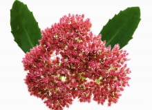 SUKULENTY. Rozchodnik pochodzi z północnej Afryki, południowej Europy i Azji. Dorasta nawet do 70 cm. Imponujące kwiatostany jesienią przebarwiają się z zielonych na czerwone i różowe. SUKULENTY. Rozchodnik pochodzi z północnej Afryki, południowej Europy i Azji. Dorasta nawet do 70 cm. Imponujące kwiatostany jesienią przebarwiają się z zielonych na czerwone i różowe.