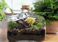 ogródek w butelce, rośliny w szkle FLASCHENGARTEN: SELAGINELLA, KALANCHOE, FITTONIA, EUONYMUS SLOWA KLUCZOWE: quer ZZZ GAP 000 ganzj hrig Fr´hling Sommer Herbst Winter Ostseite Westseite Zimmerpflanzen innen Flaschengarten Flasche klein Selaginella Kalanchoe Fittonia Euonymus Topf Bl´hpflanzen