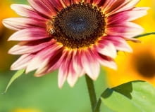 'Strawberry Blonde'. Pęd rozgałęziony o wysokości 80-150 cm.