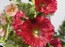 Uprawę malwy można odnowić z siewek. Uprawę malwy można odnowić z siewek.