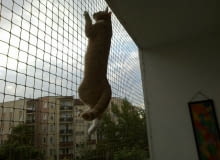 Siatka balkonowa dla kotów