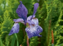 'Thelma Perry' zakwita na przełomie maja i czerwca.