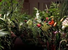 Koncert Królewskiej Orkiestry Filharmonicznej dla roślin. Koncert Królewskiej Orkiestry Filharmonicznej dla roślin.