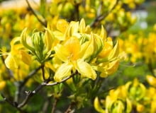 Azalia pontyjska dorasta do 1,5 m wysokości. W maju złoci się od licznych silnie pachnących kwiatów Azalia pontyjska dorasta do 1,5 m wysokości. W maju złoci się od licznych silnie pachnących kwiatów