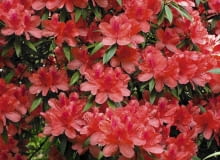 Azalia japońska Azalia japońska