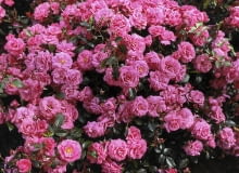 Do pojemników przeznaczone są specjalne odmiany róż, np. obficie kwitnąca 'Bad Birnbach' z grupy róż okrywowych. EPSON scanner image