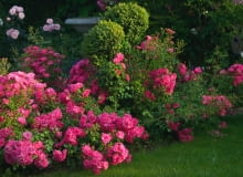 Róża 'Heidetraum' Róża 'Heidetraum'