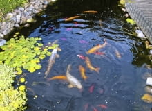 Ryby Gdy temperatura spadnie poniżej 8°C, przestajemy je karmić. Egzotyczne gatunki i ryby z płytkiego oczka odławiamy. Te, które zostają w zbiorniku, na zimę zapadają w sen. Ryby Gdy temperatura spadnie poniżej 8°C, przestajemy je karmić. Egzotyczne gatunki i ryby z płytkiego oczka odławiamy. Te, które zostają w zbiorniku, na zimę zapadają w sen.