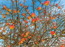 Zima w ogrodzie Zima w ogrodzie