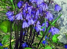 Urdzik alpejski (Soldanella alpina) rozwija kwiaty w kwietniu i w maju. Osiąga wówczas wysokość 10-15 cm. Urdzik alpejski (Soldanella alpina) rozwija kwiaty w kwietniu i w maju. Osiąga wówczas wysokość 10-15 cm.