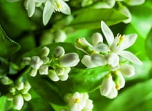 WIOSNA: Coraz dłuższe dni sprawiają, że na gałązkach pojawiają się nowe liście, a wraz z nimi białe słodko pachnące kwiaty (ok. 3 cm średnicy). WIOSNA: Coraz dłuższe dni sprawiają, że na gałązkach pojawiają się nowe liście, a wraz z nimi białe słodko pachnące kwiaty (ok. 3 cm średnicy).