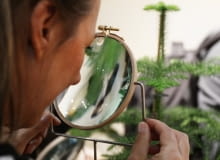 Phytophiler Phytophiler