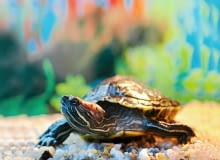 Żółwie wodne mogą dożyć nawet czterdziestu lat. Będą z nami mieszkać przez długi czas, postarajmy się więc, aby było im u nas wygodnie. <BR /><b>Menu dla żółwia</b> <BR />Najlepsze są żywe żyjątka wodne: rybki akwariowe, ślimaki, krewetki. Uzupełnieniem jadłospisu mogą być pochodzące z łąk dżdżownice i koniki polne, a z roślin ? liście mniszka lekarskiego (czyli mleczu). Nie wolno podawać żółwiom wodnym warzyw i owoców ani mięsa ptaków i ssaków. Gotowe granulaty podajemy tylko od czasu do czasu, bo zawierają za dużo białka i sztucznych dodatków, przez co żółw rośnie zbyt szybko. Warto umieścić w zbiorniku rośliny wodne, np. moczarkę lub rzęsę wodną. Będą naturalnym filtrem oraz urozmaiceniem żółwiego menu. Żółwie wodne mogą dożyć nawet czterdziestu lat. Będą z nami mieszkać przez długi czas, postarajmy się więc, aby było im u nas wygodnie. <BR /><b>Menu dla żółwia</b> <BR />Najlepsze są żywe żyjątka wodne: rybki akwariowe, ślimaki, krewetki. Uzupełnieniem jadłospisu mogą być pochodzące z łąk dżdżownice i koniki polne, a z roślin ? liście mniszka lekarskiego (czyli mleczu). Nie wolno podawać żółwiom wodnym warzyw i owoców ani mięsa ptaków i ssaków. Gotowe granulaty podajemy tylko od czasu do czasu, bo zawierają za dużo białka i sztucznych dodatków, przez co żółw rośnie zbyt szybko. Warto umieścić w zbiorniku rośliny wodne, np. moczarkę lub rzęsę wodną. Będą naturalnym filtrem oraz urozmaiceniem żółwiego menu.