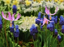 Erythronium revolutum, Liliaceae SLOWA KLUCZOWE: erythronium revolutum erythronium revolutum liliaceae perennials bulbs lily spring closeup selective focus portraits pink white yellow flowers flowering petals blooms mottled green leaves plant ornamental gardens wildflower forest streambanks bogs