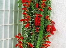 Kolumnea okazała tworzy pędy o długości 80-90 cm. Jej liście są owłosione, a czerwono-żółte kwiaty dorastają do 8 cm. Ten okaz umieszczono na ścianie w koszu.