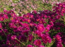 Aster nowobelgijski (Aster novi-belgii)