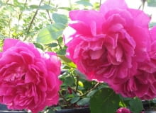 Róża ‘Księżna Helena Radziwiłłowa’ Róża ‘Księżna Helena Radziwiłłowa’