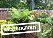 Balkon Czytelniczki Balkon Czytelniczki