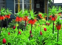 Szachownica cesarska potrzebuje dobrze napowietrzonej ziemi. Świetnie rośnie np. w podgórskich ogrodach. Na zdjęciu odmiana 'Premier'. Szachownica cesarska potrzebuje dobrze napowietrzonej ziemi. Świetnie rośnie np. w podgórskich ogrodach. Na zdjęciu odmiana 'Premier'.