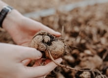 Cebula sadozna w kwietniu Cebula sadozna w kwietniu