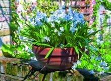 Cebulica syberyjska (Scilla sibirica) zakwita wczesną wiosną Cebulica syberyjska (Scilla sibirica) zakwita wczesną wiosną