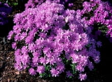 Różanecznik ONE TIME USE ONLY DO JEDNORAZOWEGO UZYCIA ROZANECZNIK RODODENDRON RHODODENDRON BUCHLOVICE KRZEW LISCIASTY FOT. ZWIAZEK SZKOLKARZY POLSKICH PUBLIKACJA KWIETNIK NR 3 (123) - 3.2005 PUBLIKACJA KWIETNIK NR 5 (197) - 5 2011