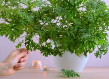 Anginka (Pelargonium graveolens) Anginka (Pelargonium graveolens)