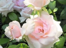 15.07.2010 WARSZAWA , OGROD BOTANICZNY PAN - OGROD ROZANY TZW. " ROZANKA " .