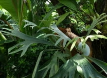 Płaska łosioroga Płaska łosioroga